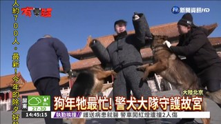 北京故宮23隻警犬 過年不放假