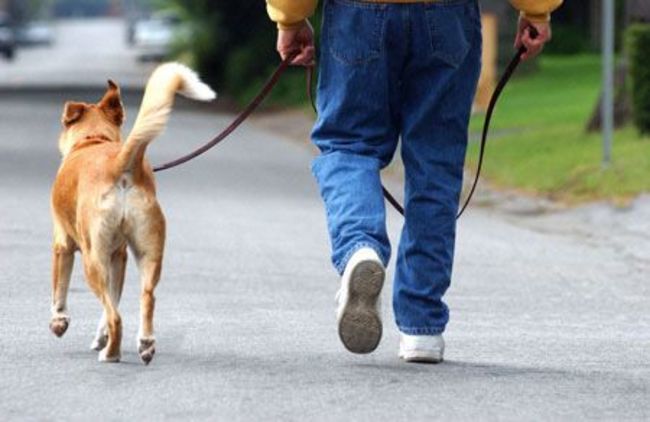 鼓勵老人做"不流汗運動"更實際 研究:遛狗也助延年益壽 | 華視新聞