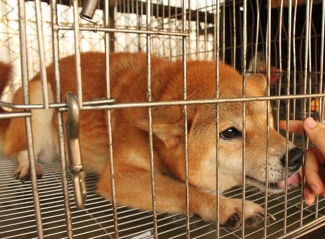 發文禁養流浪犬貓惹議 消防署:將討論是否修正 | 華視新聞