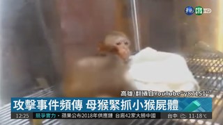 家犬沒繫鍊亂咬! 獼猴險死送醫