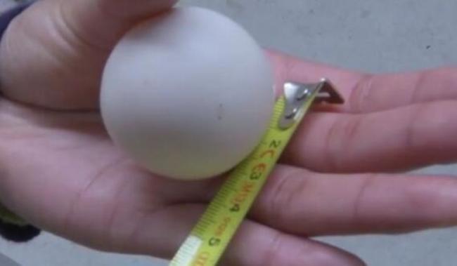 中國農家母雞產下"乒乓球雞蛋" 傳機率僅10億分之一 | 華視新聞