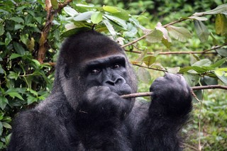 金剛猩猩「寶寶」赴荷蘭傳宗接代 柯P：精子去就好了?
