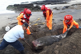 白沙灣發現死亡鯨豚 岸巡人員就地掩埋