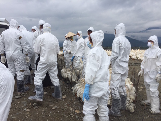 麥寮養鴨場檢出H5N2禽流感 撲殺6626隻鴨 | 華視新聞