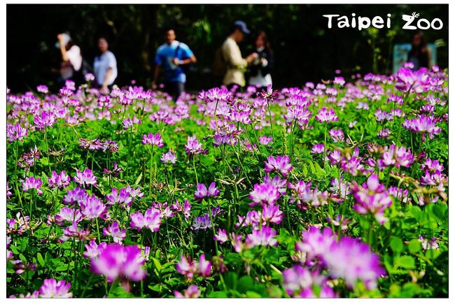 來動物園「賞花」! 紫雲英盛開好看又「好吃」 | 華視新聞