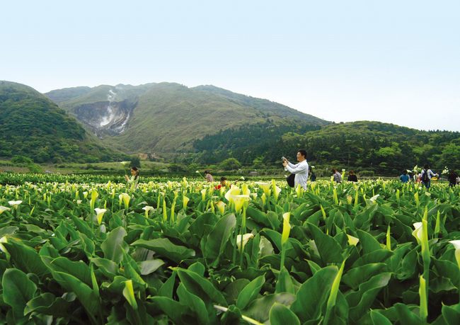 竹子湖海芋季登場 大地處教你這樣輕鬆一日遊 | 華視新聞