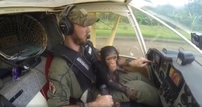 暖心! 飛行員擁黑猩猩寶寶入懷爆紅 呼籲動保意識 | 華視新聞