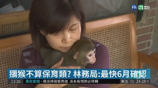台灣獼猴毀農田 擬從保育類除名