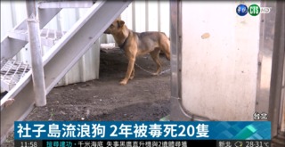 社子島流浪狗 2年被毒死20隻
