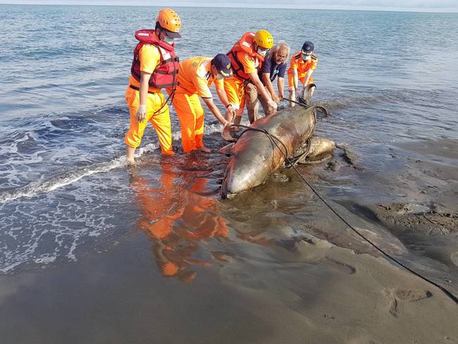 "偽虎鯨"死亡擱淺岸際 漁民海巡合作協處 | 華視新聞