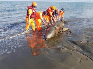 "偽虎鯨"死亡擱淺岸際 漁民海巡合作協處