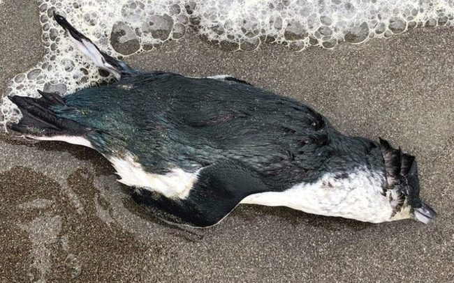 反聖嬰現象影響 小藍企鵝驚現死亡潮 | 華視新聞