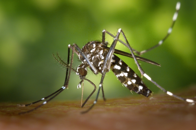 梅雨季節即將來臨 北市環保局:"3大防蚊重點" | 華視新聞