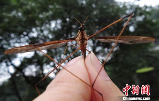 世界最大蚊子展翅逾11公分 中國博物館將展出 | 華視新聞