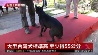 大型台灣犬認證 通過可任工作犬