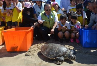 澎湖野放15隻海龜 解救復育後回歸海洋