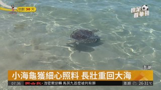 澎湖野放15海龜 居民.遊客齊見證