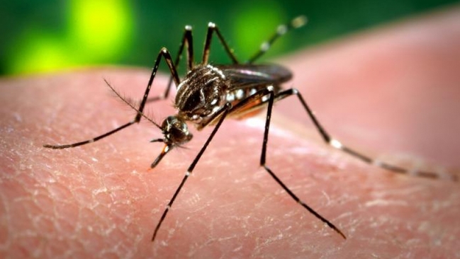 台人於大馬染登革熱 疾管署籲"做好防蚊措施" | 華視新聞