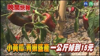 【晚間搶先報】小黃瓜.青椒價慘跌 農民不採收擺爛