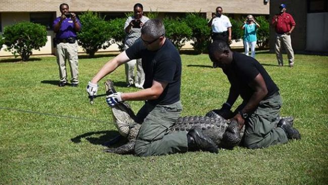 驚悚! "2.9公尺"野生鱷魚 入侵美國校園 | 華視新聞