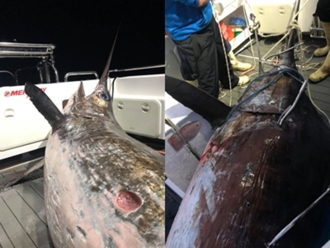 巨無霸旗魚重達436.2公斤 澳洲漁夫嗨翻了! | 華視新聞