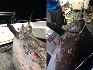 巨無霸旗魚重達436.2公斤 澳洲漁夫嗨翻了!