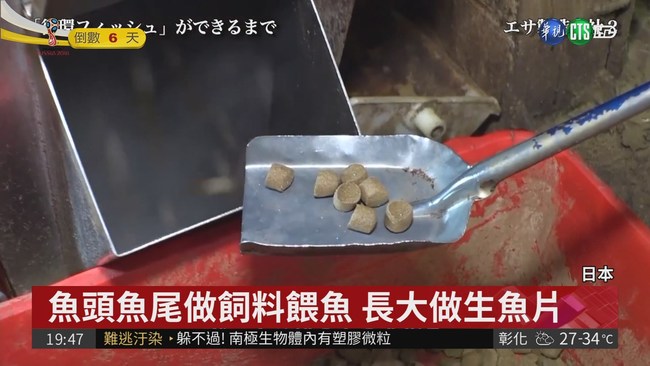 魚頭魚尾做飼料餵魚 長大做生魚片 | 華視新聞