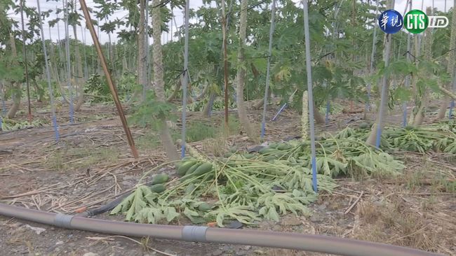 【晚間搶先報】木瓜園遭風雨摧殘 農損至少323萬元 | 華視新聞