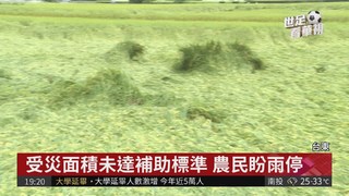 大雨影響! 台東關山稻作嚴重倒伏