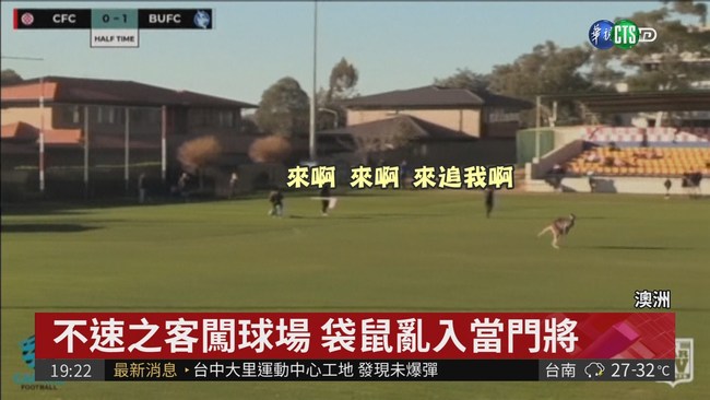 澳洲袋鼠亂入足球賽 躺草地當門將 | 華視新聞