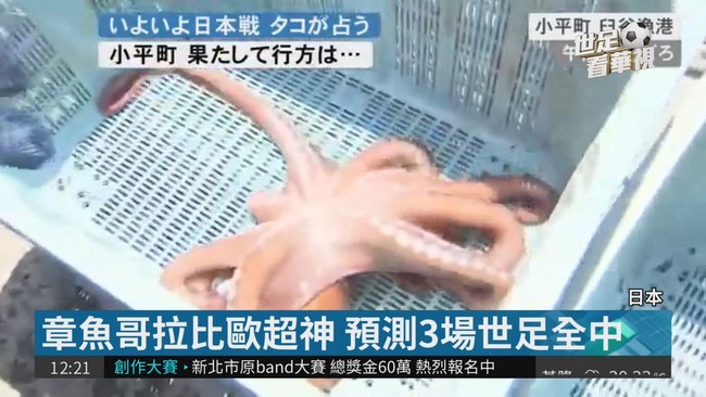 預測3場全中 日本章魚哥還是被宰了 | 華視新聞
