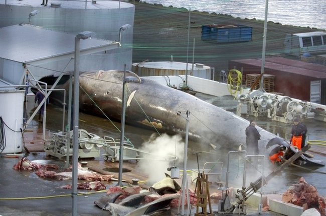 僅存1萬隻！ 冰島獵殺瀕危「藍鯨」 | 華視新聞