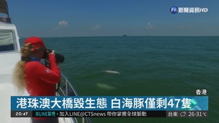 港珠澳大橋毀生態 白海豚僅剩47隻