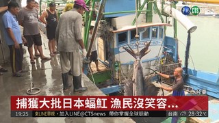 稀有日本蝠魟沒市價 漁民捕獲陷兩難