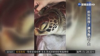 海大海龜救傷員 搶救海龜大作戰
