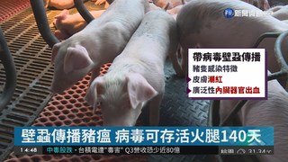 中國遼寧爆非洲豬瘟 死亡率百分百