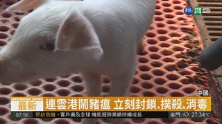 中國豬瘟蔓延 江蘇連雲港也淪陷