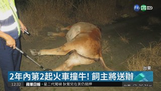 夜闖花東鐵路 4頭黃牛遭火車撞死