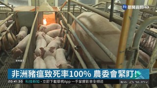 非洲豬瘟致死率100% 農委會緊盯!
