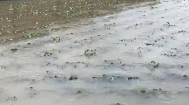 【午間搶先報】熱帶低壓灌暴雨 中南部農損逾5.6億 | 華視新聞