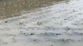 【午間搶先報】熱帶低壓灌暴雨 中南部農損逾5.6億