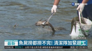 竹北溪水減少融氧量低 魚群翻肚亡