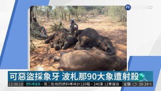 【見聞天下事】 可惡盜採象牙 波札那90大象遭射殺