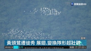 黃頭鷺遷徙 雲林樟湖村絕佳觀賞點