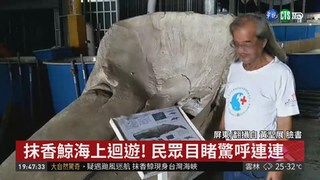 抹香鯨疑颱風迷航 現身台灣海峽