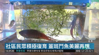 台灣原生種復育有成 200隻蓋斑鬥魚比美