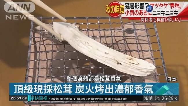 日本秋天美食之王 頂級松茸今夏盛產 | 華視新聞