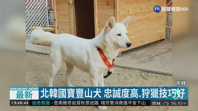 金正恩禮物來了!  國寶豐山犬抵南韓 | 華視新聞