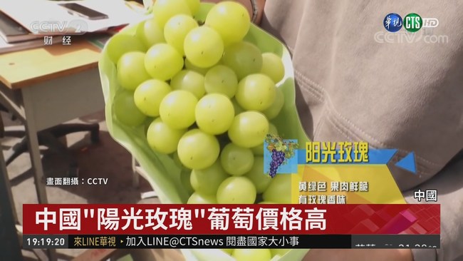 日"晴王"麝香葡萄 中疑非法移植栽種 | 華視新聞
