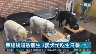 蔡總統唱歌慶生 3愛犬忙吃生日餐
